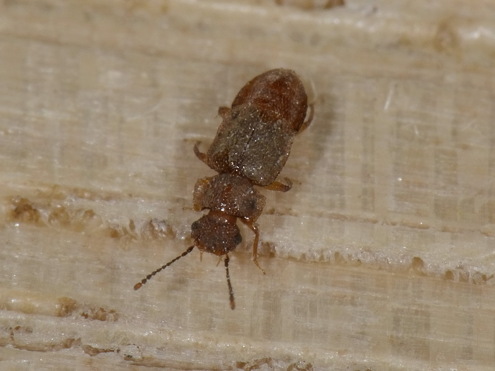 Metopsia sp., Staphylinidae